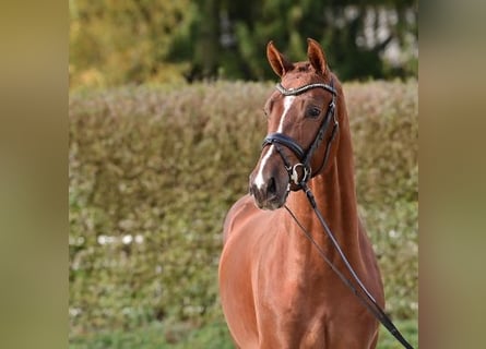 Koń oldenburski, Ogier, 2 lat, Kasztanowata