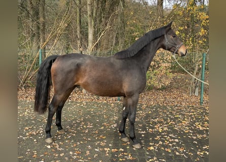 Koń oldenburski, Ogier, 3 lat, 162 cm, Ciemnogniada