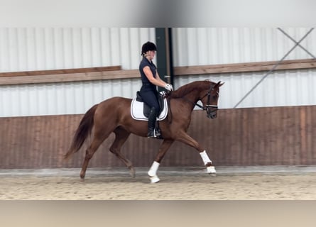 Koń oldenburski, Ogier, 3 lat, 164 cm, Kasztanowata