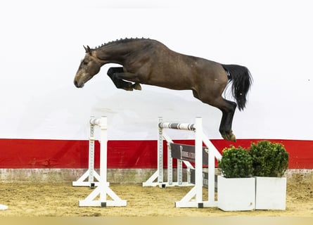 Koń oldenburski, Ogier, 3 lat, 164 cm