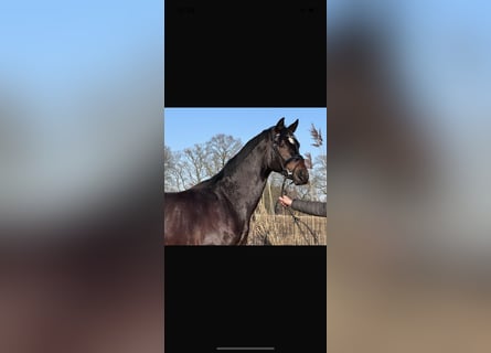 Koń oldenburski, Ogier, 3 lat, 165 cm, Ciemnogniada