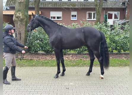 Koń oldenburski, Ogier, 3 lat, 170 cm, Kara