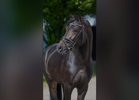 Koń oldenburski, Ogier, 4 lat, 168 cm, Ciemnogniada