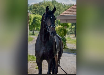 Koń oldenburski, Ogier, 4 lat, 168 cm, Ciemnogniada