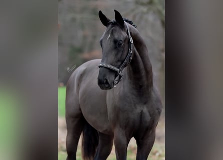 Koń oldenburski, Ogier, 4 lat, 168 cm, Kara