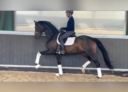 Koń oldenburski, Ogier, 4 lat, 172 cm, Ciemnogniada