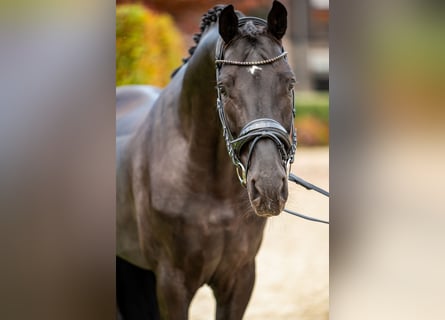 Koń oldenburski, Ogier, 5 lat, 174 cm, Kara