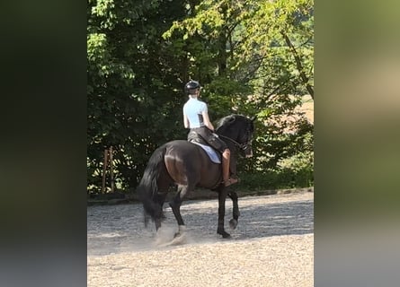 Koń oldenburski, Ogier, 5 lat, 174 cm, Kara