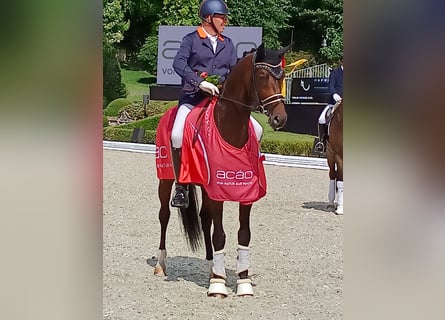 Koń oldenburski, Ogier, 6 lat, 172 cm, Gniada