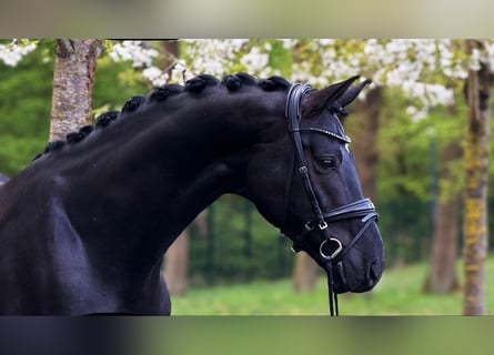 Koń oldenburski, Ogier, 6 lat, 174 cm, Kara