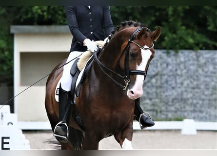 Koń oldenburski, Ogier, 8 lat, 174 cm, Ciemnokasztanowata