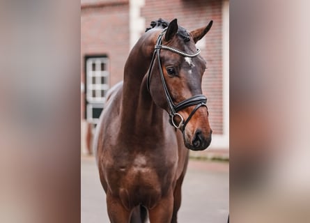 Koń oldenburski, Ogier, 4 lat, 171 cm, Ciemnogniada