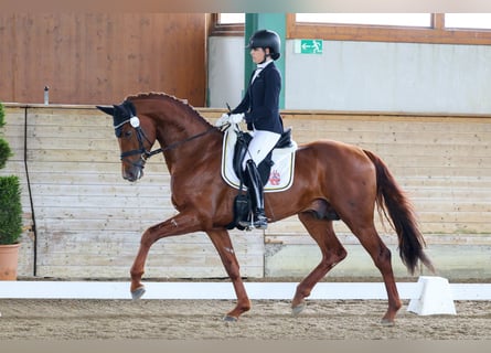 Koń oldenburski, Ogier, 5 lat, 168 cm, Ciemnokasztanowata