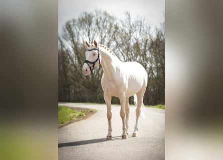 Koń oldenburski, Ogier, 7 lat, 164 cm, Cremello