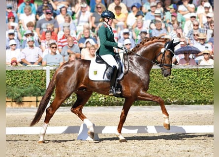 Koń oldenburski, Ogier, 5 lat, 171 cm, Kasztanowata