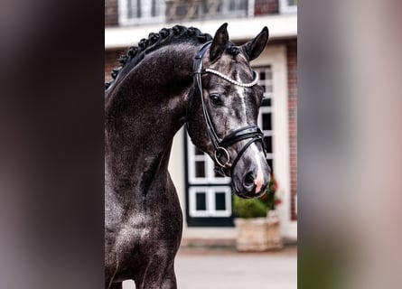 Koń oldenburski, Ogier, 5 lat, 170 cm, Siwa