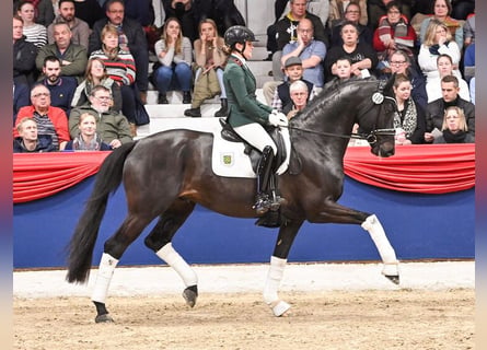 Koń oldenburski, Ogier, 8 lat, 170 cm, Skarogniada