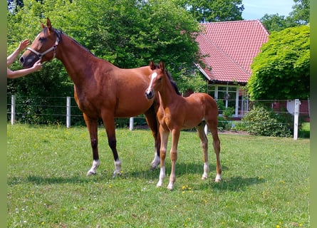 Koń oldenburski, Ogier, Źrebak (04/2026), 168 cm, Gniada