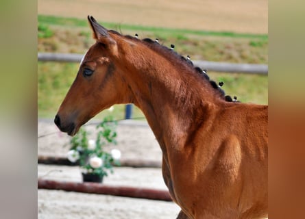 Koń oldenburski, Ogier, Źrebak (05/2025), 170 cm, Ciemnogniada