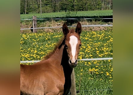 Koń oldenburski, Ogier, Źrebak (04/2026), 170 cm, Ciemnokasztanowata