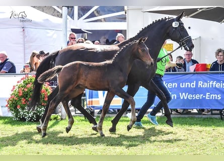 Koń oldenburski, Ogier, Źrebak (05/2024), 170 cm, Gniada