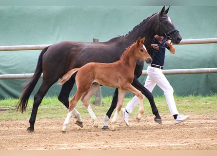 Koń oldenburski, Ogier, Źrebak (06/2024), 170 cm, Kasztanowata