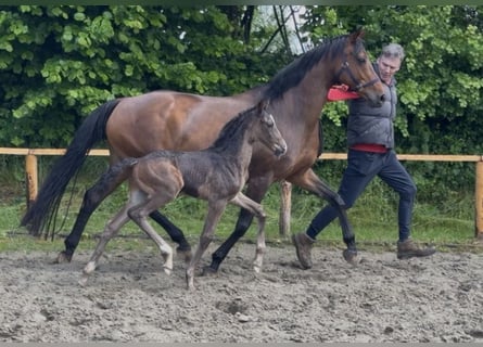 Koń oldenburski, Ogier, Źrebak (05/2026), 170 cm