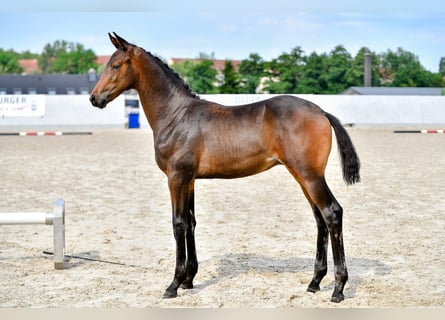 Koń oldenburski, Ogier, Źrebak (04/2024), 170 cm, Skarogniada