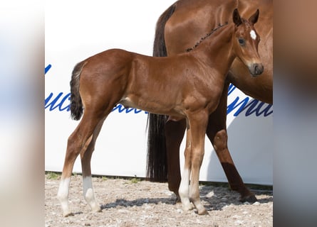 Koń oldenburski, Ogier, Źrebak (06/2024), 171 cm, Ciemnogniada