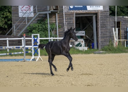 Koń oldenburski, Ogier, Źrebak (03/2024), 173 cm, Kara