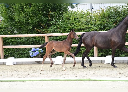 Koń oldenburski, Ogier, Źrebak (06/2024), Ciemnogniada