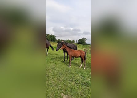 Koń oldenburski, Ogier, Źrebak (04/2024), Gniada