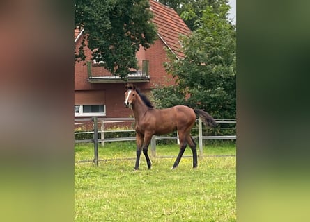 Koń oldenburski, Ogier, Źrebak (04/2024), Gniada