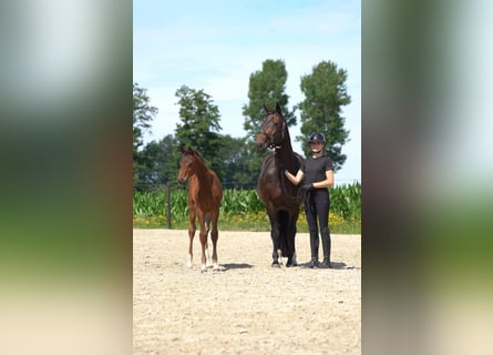 Koń oldenburski, Ogier, Źrebak (04/2024), Gniada