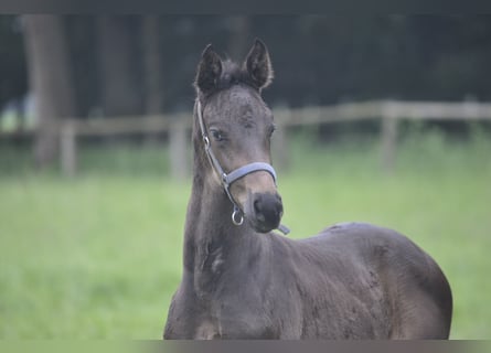 Koń oldenburski, Ogier, Źrebak (05/2024), Kara