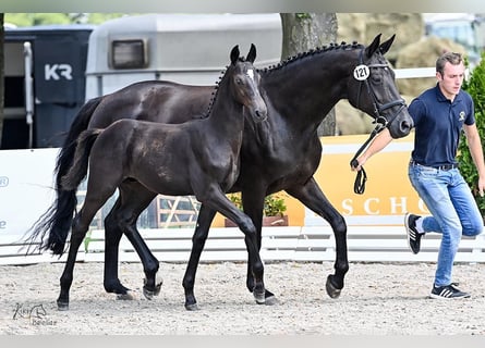 Koń oldenburski, Ogier, Źrebak (04/2024), Skarogniada