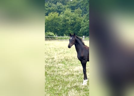 Koń oldenburski, Ogier, Źrebak (04/2025), Skarogniada
