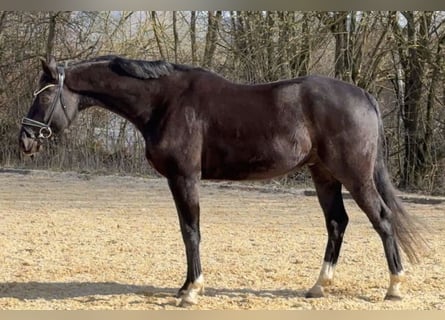 Koń oldenburski, Wałach, 10 lat, 160 cm, Kara