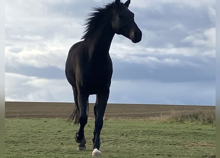 Koń oldenburski, Wałach, 10 lat, 170 cm, Skarogniada