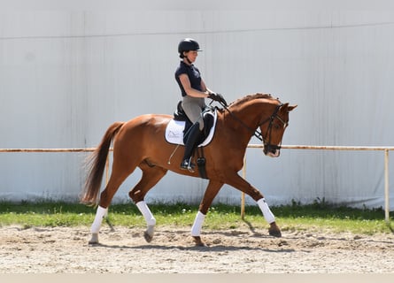 Koń oldenburski, Wałach, 14 lat, 170 cm, Kasztanowata
