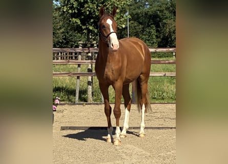 Koń oldenburski, Wałach, 2 lat, 166 cm, Ciemnokasztanowata