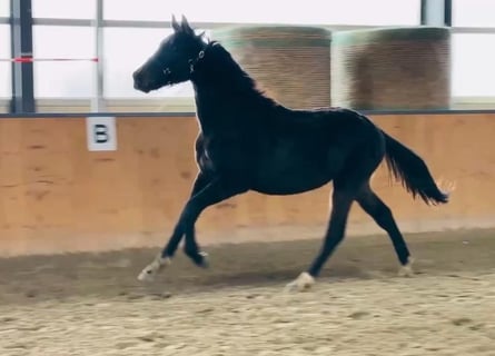 Koń oldenburski, Wałach, 2 lat, 170 cm, Ciemnogniada