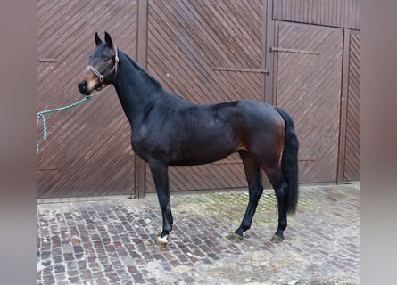 Koń oldenburski, Wałach, 3 lat, 164 cm, Ciemnogniada