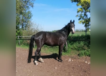 Koń oldenburski, Wałach, 3 lat, 164 cm, Skarogniada