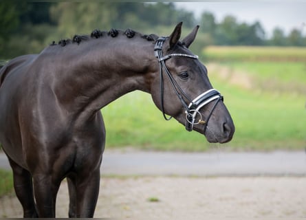 Koń oldenburski, Wałach, 3 lat, 165 cm, Kara