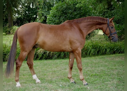 Koń oldenburski, Wałach, 3 lat, 166 cm, Kasztanowata