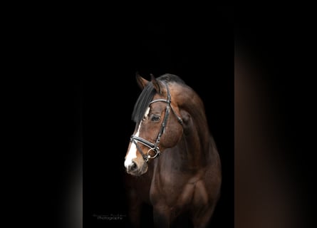 Koń oldenburski, Wałach, 3 lat, 167 cm, Ciemnogniada