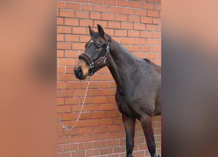 Koń oldenburski, Wałach, 3 lat, 169 cm, Ciemnogniada