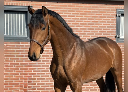 Koń oldenburski, Wałach, 3 lat, 170 cm, Gniada