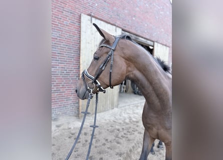 Koń oldenburski, Wałach, 3 lat, 175 cm, Gniada